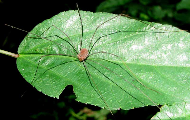 Harvestmen, Otherwise Known as Daddy-Long-Legs