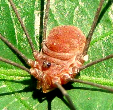 Daddy Long-Legs Spider (Harvestman)