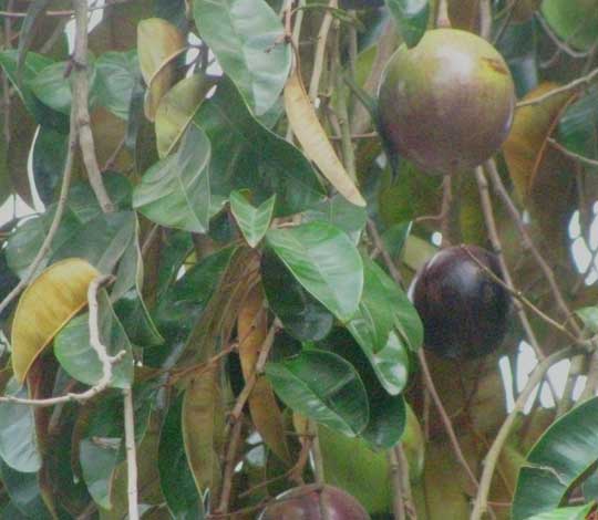 star apple fruit tree
