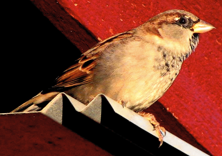 House Sparrow, PASSER DOMESTICUS, male in non-breeding plumage