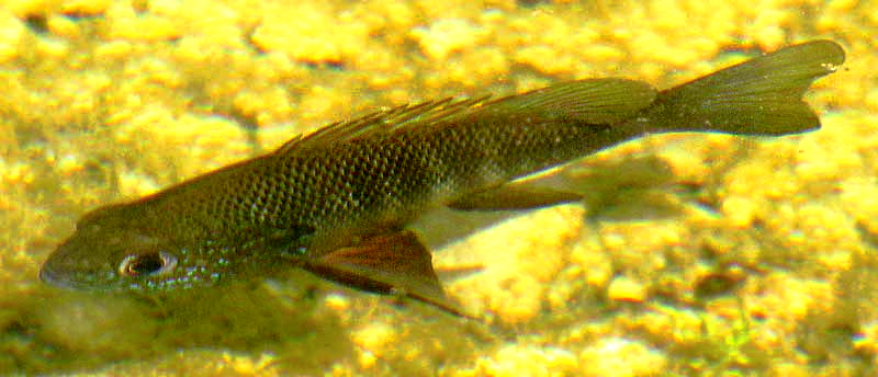 Texas or Rio Grande Cichlid, HERICHTHYS CYANOGUTTATUS