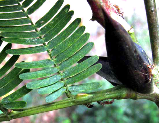 Maya Acacia, VACHELLI [ACACIA] MAYANA, glands on leaf rachis