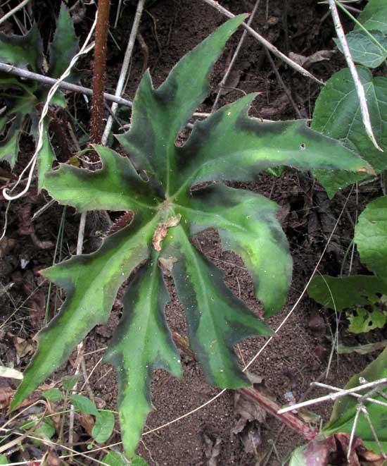 Star Begonia, BEGONIA HERACLEIFOLIA