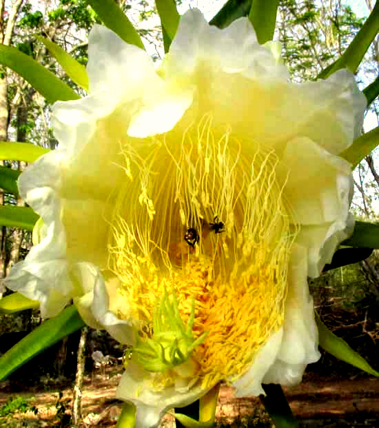 Night-Blooming Cereus Cactus Flower Whole View