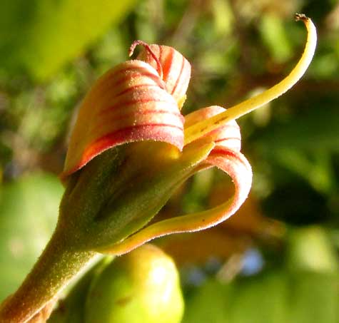 cashew plant flower