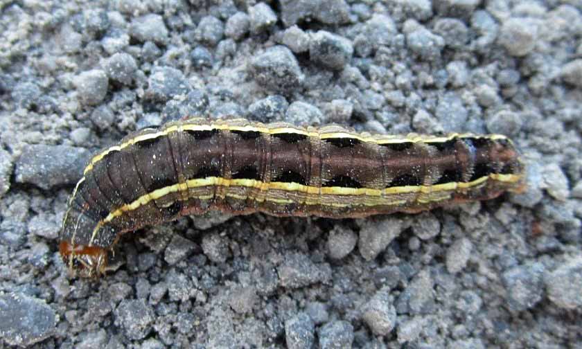 black caterpillar with yellow stripes with black head