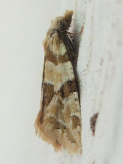Ontario Moths