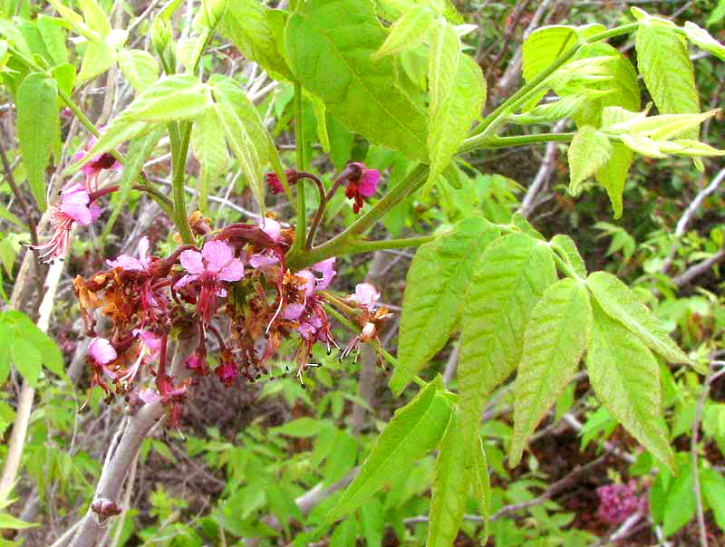 Mexican Buckeye, UNGNADIA SPECIOSA