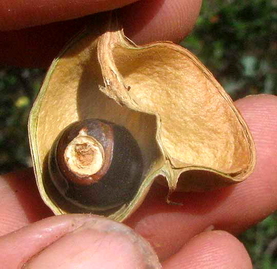 Mexican Buckeye, UNGNADIA SPECIOSA, buckeye in pod