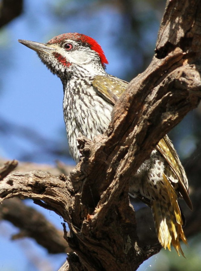 Golden-tailed Woodpecker, Campethera abingoni, in South Africa; image courtesy of Derek Keats