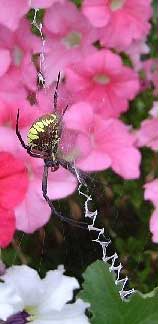 Aranha de Jardim, Argiope