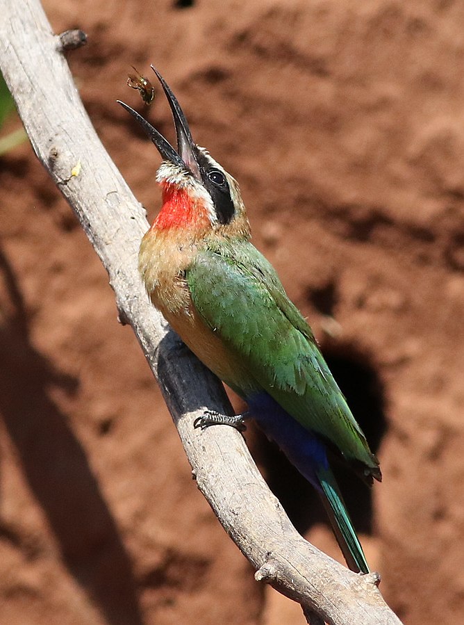 White-fronted Bee-eater, Merops bullockoides, in South Africa; image courtesy of Derek Keats