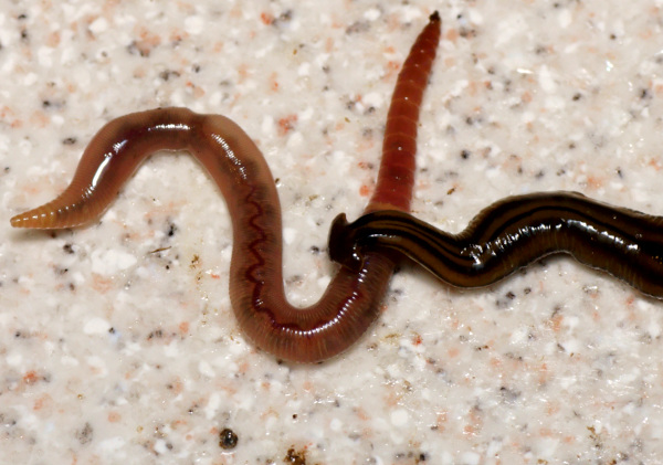 Hammerhead Flatworm, Bipalium kewense, eating earthworm; image courtesy of Jean-Lou Justine​, Leigh Winsor, Delphine Gey, Pierre Gros, and Jessica Thévenot
