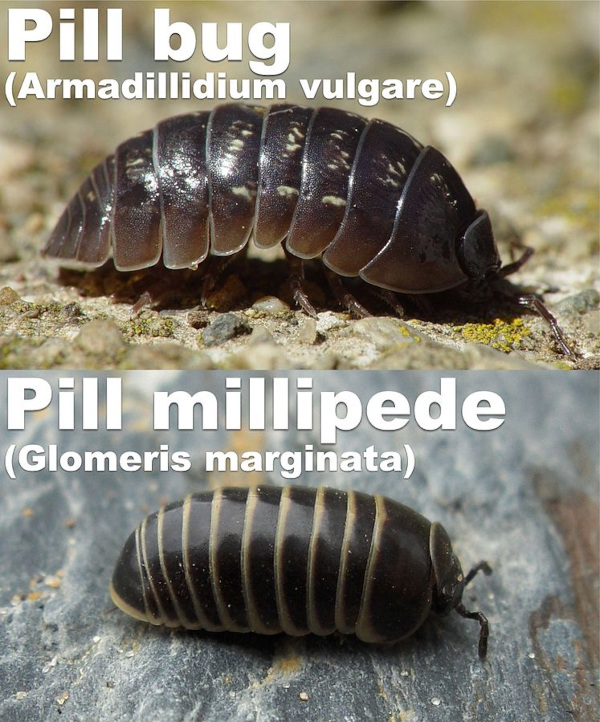 pill bugs, comparison of Armadillidium and Glomeris; image courtesy of 'CMBJ' via Wikimedia Commons
