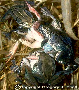 Woodfrogs during amplexus, image copyright by Greg Scott