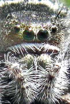 Aranha Saltitante, Phidippus purpuratus, foto de Bea Laporte