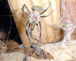 exosqueleto de aranha; foto de Karen Wise of Mississippi