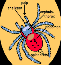 Anatomia da aranha