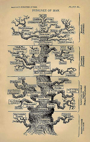 Tree of Life, 1879 vintage, public domain image first published by Ernst Haeckel