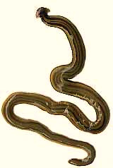 Hammerhead Flatworm, Bipalium kewense, in southern Mississippi, USA