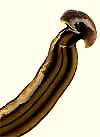 head of Hammerhead Flatworm, Bipalium kewense