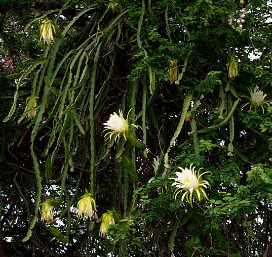 Night-Blooming Cereus Cactus Flower Whole View