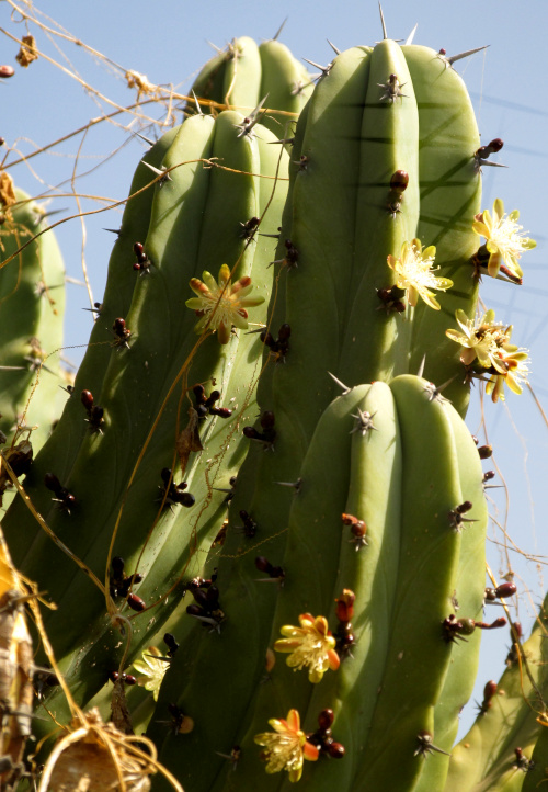 Garambullo, Bilberry Cactus, MYRTILLOCACTUS GEOMETRIZANS