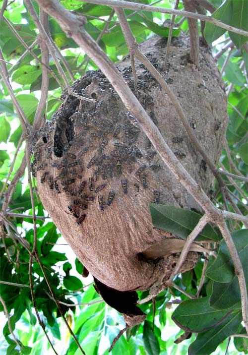 giant black wasp nest