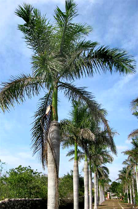Royal Palm, ROYSTONEA REGIA