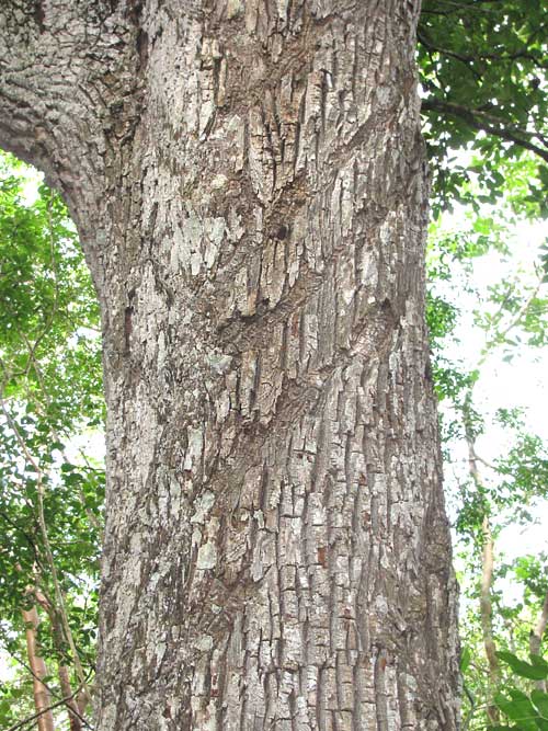 sapodilla tree sap